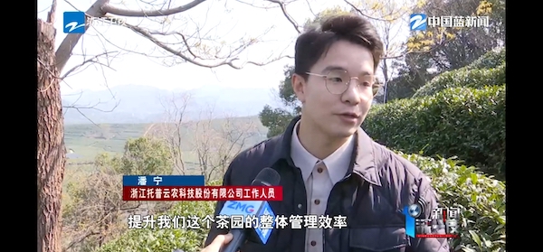 春茶開采正當(dāng)時！揭秘托普云農(nóng)如何用科技“制”出一杯數(shù)字好茶